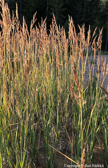 Calamagrostis epigejos, hietakastikka